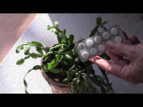 CHRISTMAS, DECEMBERISTER AND ASPIRIN