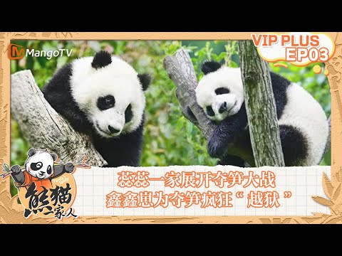 FULL|蕊蕊一家展开夺笋大战 鑫鑫崽为夺笋疯狂“越狱”|《熊猫一家人Panda‘s Family》|EXTRA 03|MangoTV