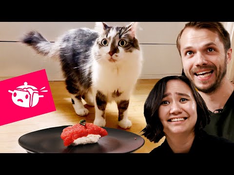 We Tried To Make Sushi For Our Cats • Eating Your Feed • Tasty