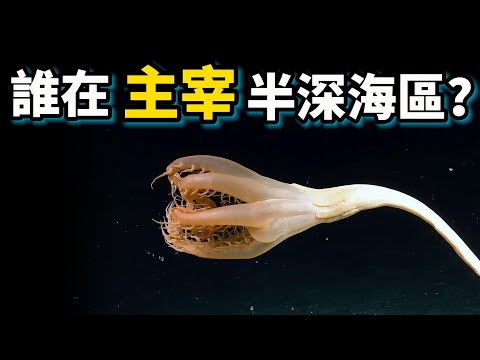 為什麼深海動物不吃飯也不會餓死?科學家發現了深海秘境的真相!!