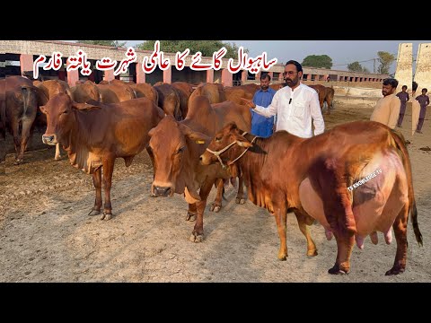 World Famous Sahiwal Cows Dairy and Cattle Farm Part 1 of Malik Amir Taimoor Haidry #cow #dairyfarm