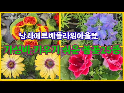 남사 에르베플라워아울렛에서 추천 하는 키우기 쉽고 가성비 좋은 봄꽃 25종#목마가렛#춘절국화#후쿠시아~~