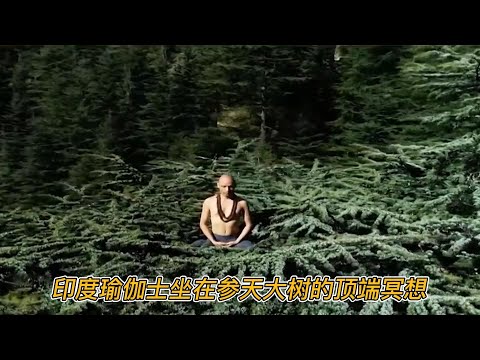印度瑜伽士坐在参天大树的顶端冥想,电视台全程直播