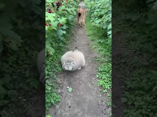 Garden WARS: Manul vs Lynx 🥊