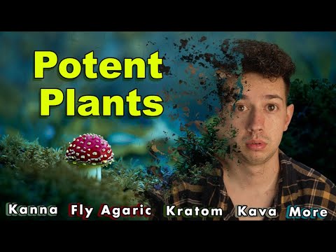 How Good Are Legal "Buzz's"? (Kava, Kanna, Amanita Muscaria)