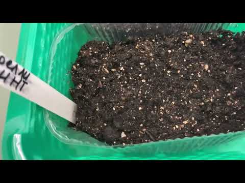 Расстраиваюсь, эустома не взошла.