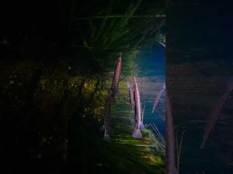 This is Absolutely Terrifying (lucamartinez.fl)