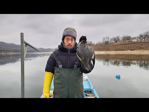 엄청난 피해를 입히는 가마우지를 치킨으로 먹어보겠습니다