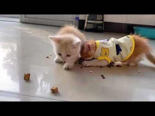 Funniest Two Kittens Strive to Eat Try not to Laugh