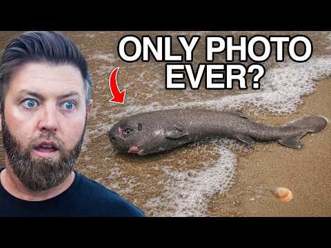 5 Animals That Have Only Been Seen Once