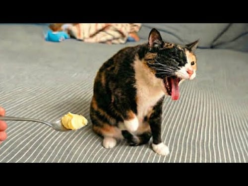 Top Funniest Cat and Animal Videos 2026 πΉ | Funny Animal Collection.