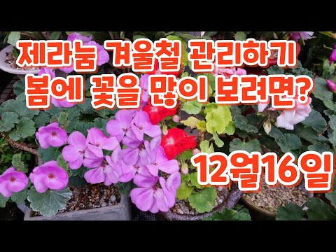 #제라늄 #겨울철 관리법 봄에#꽃을 많이볼려면? #순집기 #가지치기 해주세요