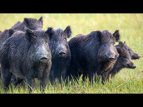 Filipino "WILD Pork Chicharron & Adobo" How to Cook Wild Pig!!!