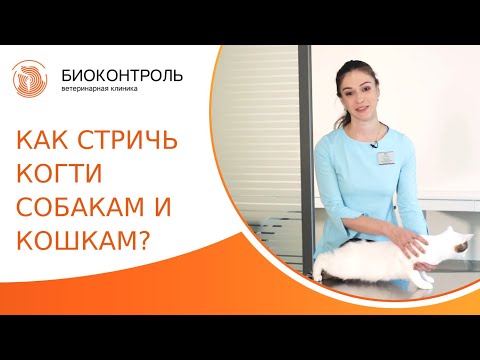 ✀ Как правильно подстричь когти собаке и кошке? Как подстричь когти собаке и кошке. Биоконтроль. 18+