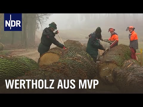 Die Nordreportage: Auf der Jagd nach dem perfekten Stamm | NDR