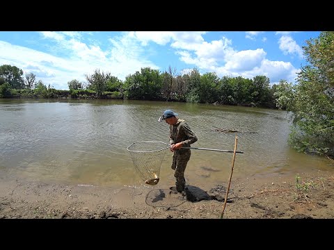 КАК БЕШЕНЫЙ. РЫБАЛКА НА САЗАНА С ЗАКИДУШКАМИ. Ловля сазана на макушатник, жмых, макуху. Астрахань.