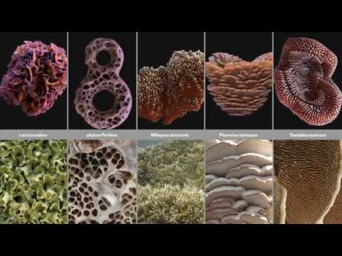 Broken Nature - symposium no.2 - NERI OXMAN