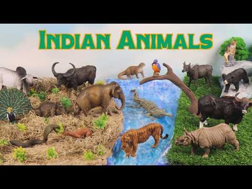 Meet the Indian Animals | Build a Jungle River Diorama (Real Running River!)