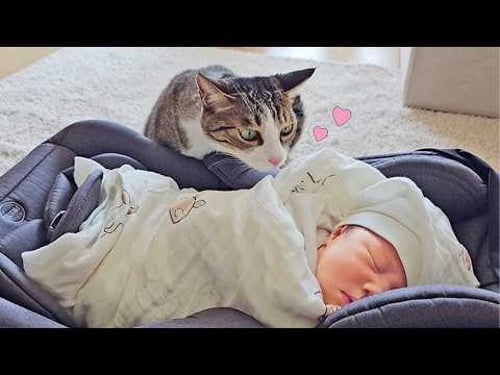 Adorable Cat Reactions to Meeting a Baby for the First Time β€οΈβ€οΈ