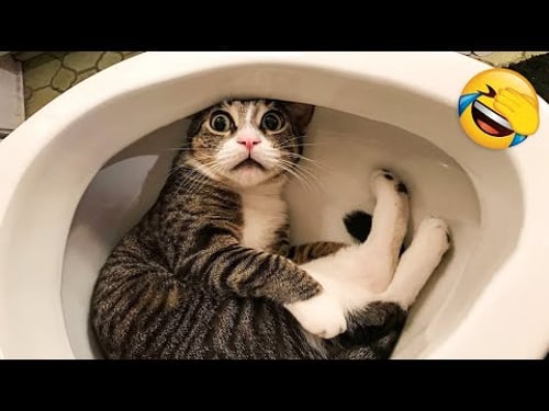 Los clips más divertidos de gatos y perros de 2025 😼🐶 ¡Intenta no reírte! 😜😍