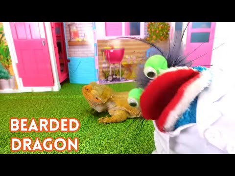 Fizzy Gives Puppy Dogs and Bearded Dragon Pets a Check Up