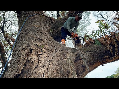Out of control... Felling giant trees day two!!️