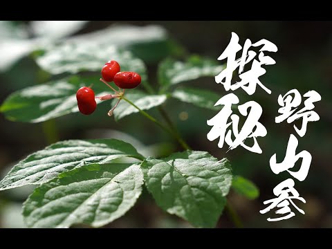 长白山森林里挖野山参(附人参加工)