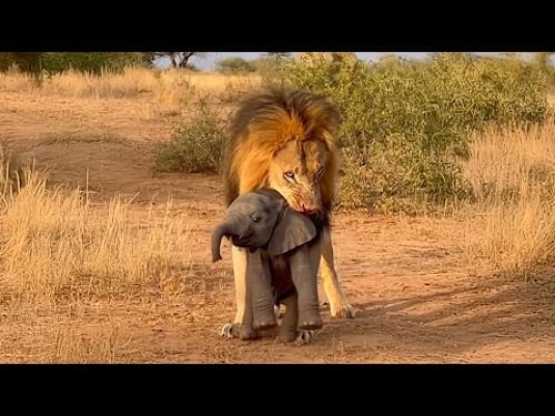 Der Löwe hat das arme Elefantenbaby entführt – mal sehen, wer ihm zu Hilfe kommt.