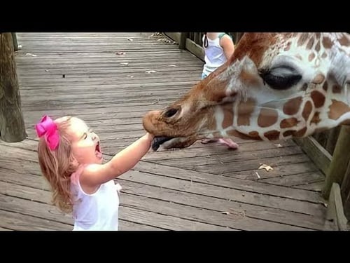 TRY NOT TO LAUGH | Babies React to Zoo Animals - LAUGH TRIGGER