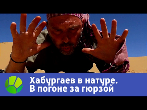 В погоне за гюрзой. Хабургаев в натуре | Живая Планета