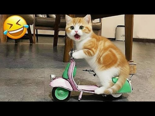 Intenta No Reír 😆 Los Animales Más Graciosos 😹🐶 Parte 8