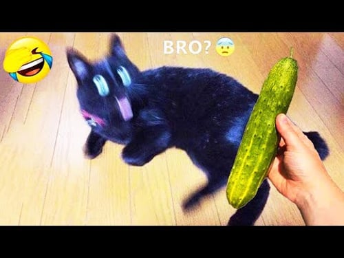 Nuevos clips divertidos de perros y gatos 😼🐶Intenta no reírte😜 Parte 1