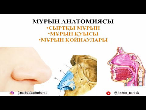 МҰРЫН АНАТОМИЯСЫ