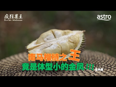 体型虽小却实力强!揭秘 “南马榴梿之王” 金凤榴梿的独特魅力|《疯狂果王》 Durian Madness EP6