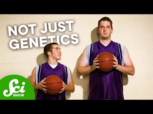 Why Can't Everyone Be Tall?