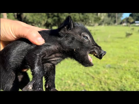 WILD HOG Turned Pet! From Wild to TAME in 6 Months - *Hand-Caught* Feral Pig