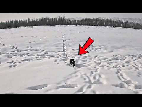 A stray cat stumbled through the snow into my car - and so our one cat, one dog road trip began