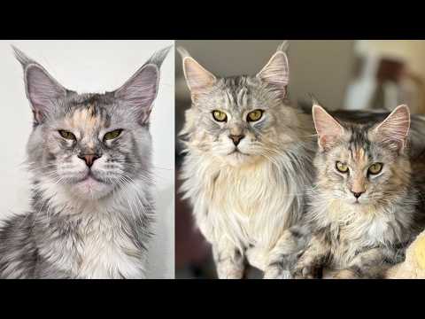 Grandma Cat Meets Her Son and Granddaughter!
