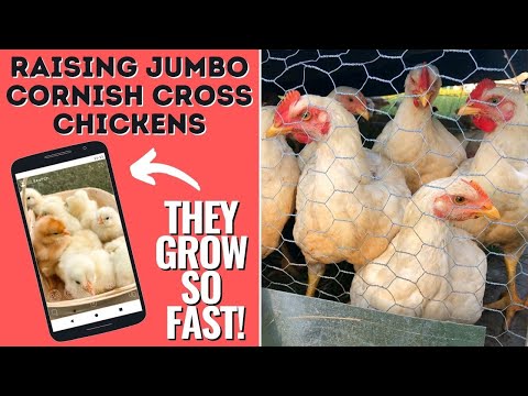 WEEKS 1-9 OF RAISING MEAT CHICKENS - JUMBO CORNISH CROSS BROILERS: | The Galloway Farm