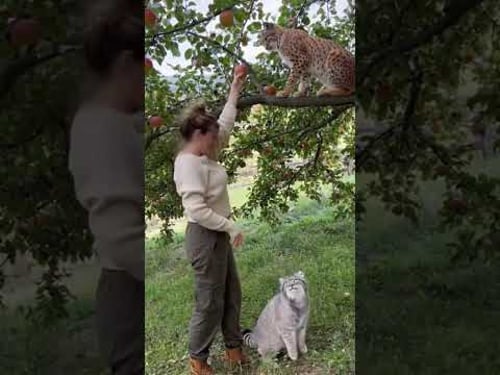 Manul protects me from the Lynx