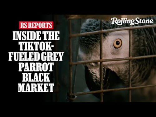Rolling Stone Shorts: TikTok's Talking Parrot Obsession Is Fueling a Global Black Market
