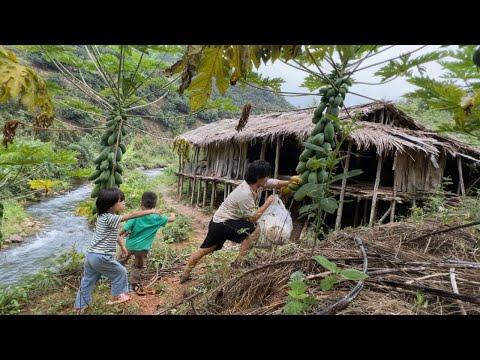 【一家七口隐居深山】种植的木瓜成熟了,孩子们帮爸爸一起采摘#农村生活#vlog#山居生活