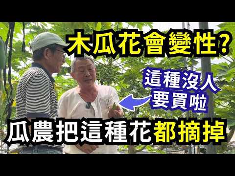哪種木瓜最好賣?瓜農把這些花都摘掉?木瓜結果也有分公母?種木瓜收益好嗎?看職業瓜農怎麼說| 阿星種植