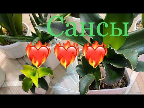 Мои Сансевиерии через 5 месяцев 🌱🤗