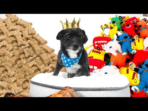 Giving a stray dog the best day of its life