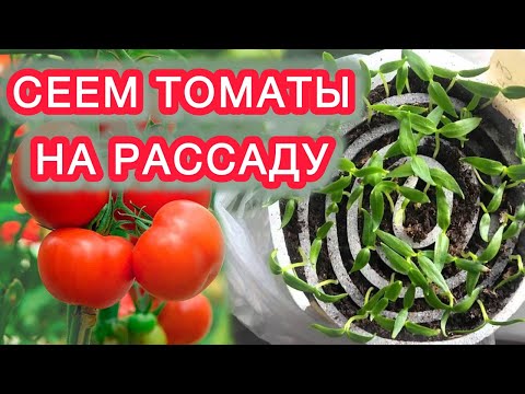 ТОМАТЫ - основные правила выращивания от рассады до плодоношения.