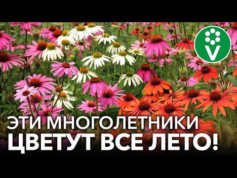 10 ПОТРЯСАЮЩИХ МНОГОЛЕТНИКОВ, КОТОРЫЕ ЦВЕТУТ ВСЕ ЛЕТО И КУСОЧЕК ОСЕНИ!