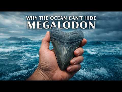 Could Megalodon Still Be Alive? The Fossil Record Has a Brutal Answer