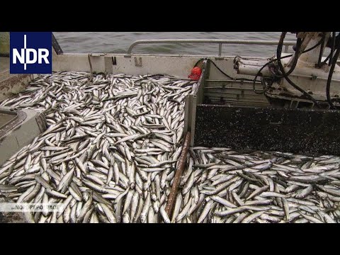 Fischerei: Wenn der Hering kommt | die nordreportage | NDR Doku