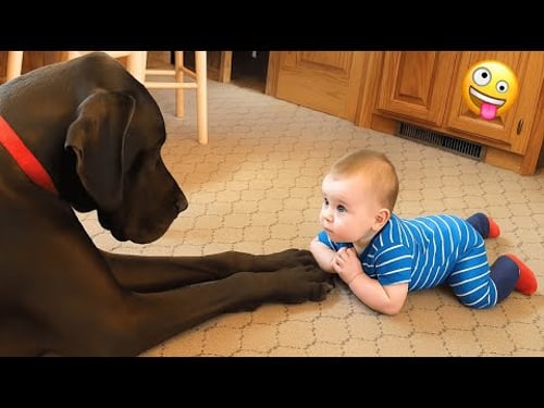 When Big Dogs Turn Into the Cutest Babysitters | Funny Dog and Human Videos
